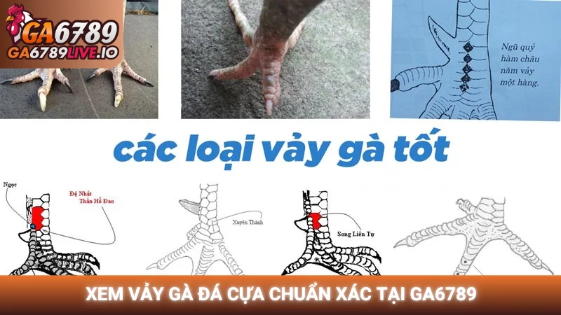 Xem vảy gà đá cựa chuẩn xác tại GA6789