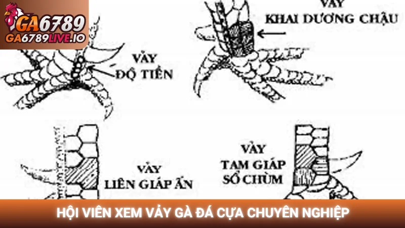 Hội viên đang Xem vảy gà đá cựa chuyên nghiệp