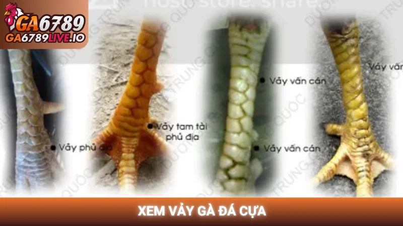 Xem vảy gà đá cựa chuẩn chuyên gia để nhận diện linh kê